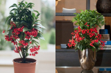 Thầy phong thuỷ dặn kỹ: 3 cây cảnh chiêu tài đắc lộc, người giàu thường trồng trong nhà để đón phước lành