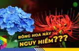 Vào cổng thấy 4 loại hoa này là xui xẻo, dễ gặp tai ương, nhổ bỏ sớm càng tổt