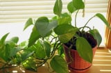 5 loại cây nên trồng ở chung cư, càng sống trong bóng râm lá càng bóng đẹp, tươi tốt