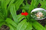 Loại rau giàu canxi gấp 36 lần nước hầm xương, giúp Sh88bet đăng ký miễn phí chắc khỏe, ăn sống hay chín đều tốt cả