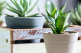 Trồng cây lưỡi hổ càng lười 3 việc cây càng xanh tốt, chồi non mọc tua tủa