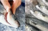 Mua cá đừng chọn con to, chỉ cần nhìn đúng điểm này sẽ chọn được cá tươi ngon, không lo bị tẩm thuốc