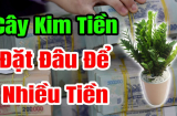 Nhà ai cũng có 1 cung Tài Bạch, đem cây kim tiền đặt đúng vào đấy, gia chủ giàu to