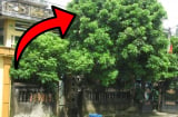 Dân gian có câu: '5 loại cây trồng trong dương trạch, không nghèo cũng bại vong', nhà ai có phải chặt ngay