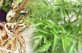 Loại cây được ví là “nhân sâm của người nghèo”, vừa chữa 'bách bệnh' vừa chặn khí xấu, rước tài lộc