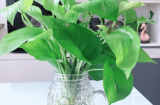 Trồng 5 loại cây này trong nhà, nhiệt độ giảm xuống, không gian mát mẻ