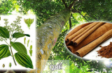 Loại cây được xếp vào 'tứ đại danh dược', Việt Nam nhiều vô kể
