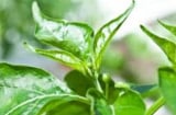 Loại lá đầy vườn không ai hái, giàu canxi gấp 2 lần sữa, đem nấu canh vừa ngon vừa trị nhiều bệnh