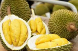 Mua sầu riêng chỉ cần nhắm đúng 1 điểm là chọn được quả vỏ mỏng, múi to hạt lép, thơm ngon không thuốc