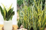 Cây lưỡi hổ thích nhất 3 loại nước này, 'uống' xong đâm chồi nhiều hơn, hoa nở sớm, tăng trưởng không ngừng