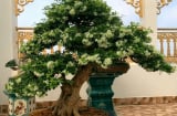 Sân nhà có 3 cây cảnh ‘thần hộ mệnh’ này giúp trấn trạch, chiêu tài, thịnh vượng muôn đời