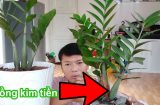 Người thuộc 2 mệnh này trồng cây kim tiền là tốt nhất, để trong nhà hút toàn vận may