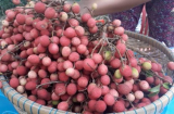 Loại quả dại vị chua chua ngọt ngọt xưa không ai biết, giờ là đặc sản có giá 90.000 đồng/kg