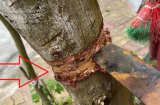 Nghe lời Tổ tiên dặn: Nghèo cũng đừng chặt 3 cây này, con cháu về sau hưởng đại phúc