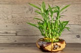 Người mệnh Mộc trồng 10 cây phong thủy này, tài vận phất lên không ngừng