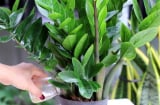 Cây Kim Tiền kỵ nhất 2 người này: Đừng trồng trong nhà kẻo sớm muộn cũng gây họa