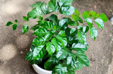 Loại cây nghe tên đã thấy hạnh phúc, trồng trong nhà để gia đạo yên vui, giàu sang, may mắn ngút trời