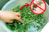 Vò nắm lá này đặt trong phòng, muỗi cả đàn cũng bay hết, yên tâm mà ngủ