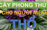 5 cây phong thủy cực tốt cho người mệnh Thổ, hút tài lộc, luôn vượng phát