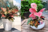 Nhà giàu thường trồng loại cây đỏ rực như “ăn tiền thiên hạ” để sự nghiệp thăng hoa, tiền tài rủng rỉnh