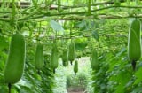 Người bán rau mách nhỏ: Ra chợ thấy 8 loại rau này đừng tiếc tiền mua, rau sạch, bổ, chẳng lo phun thuốc