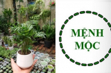 Người mệnh Mộc trồng cây này tiền đẻ ra tiền, lộc tăng gấp đôi