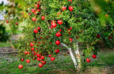Nghề lạ ở Việt Nam: Gác bằng cử nhân về quê trồng quả lạ, thu về hơn tỷ đồng/năm