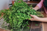 Loại rau dễ bị nhầm lẫn là rau ngót, mọc dại đầy vườn, dinh dưỡng cao hơn gấp 10 lần