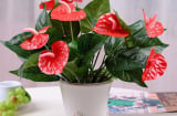 Thầy phong thuỷ dặn kỹ: 5 cây cảnh giúp gia chủ “đổi vận”, trồng ngay một chậu để “gặp dữ hoá lành”