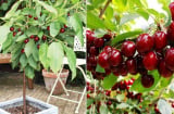 Nghề lạ ở Việt Nam: Trồng loại quả nhập khẩu đỏ mọng, sai trĩu cành, nông dân thu lãi khủng