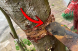 Nhà nghèo mấy cũng đừng chặt bỏ 3 cây, con cháu sẽ được hưởng phúc, là cây gì?