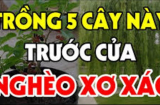 Cổ nhân nhắc nhở '5 cây vào nhà thì nhà nghèo', đó là 5 cây nào, sao không được trồng tùy tiện