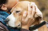 Tại sao các cụ dặn: Chó không nuôi tám năm, gà không nuôi sáu năm?