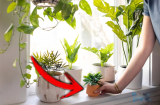 Đặt cây này vào đúng cửa sổ, thần Tài theo đó mà vào, lộc lá cả nhà hưởng đủ