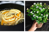 Thêm thứ này vào nước tưới hoa nhài, bông nở kín cây, tỏa hương thơm ngát