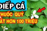 Loại rau mọc dại đầy vườn, ăn vào 'lọc sạch' thận, mát gan