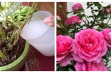 Người trồng hoa mách nhỏ: Thêm 2 thứ nước vào chậu cho hoa nở to rực rỡ