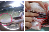 Cá bụng to và cá bụng nhỏ chất lượng chênh lệch nhiều, biết cách mua để không bị thiệt