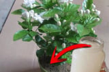 Hoà thứ này vào nước rồi tưới, hoa nhài nở rộ, thơm khắp mọi ngóc ngách trong nhà