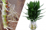 6 loại hoa chỉ cần cắm cành xuống đất là ra rễ, sau 1 năm vườn nở đầy hoa