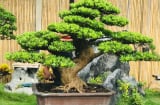 5 cây trồng trước cửa phú quý không ngừng chảy vào nhà