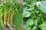 Loại rau dại xưa không ai ăn nay thành đặc sản có giá 60.000 đồng/kg, nghe tên rất lạ