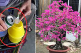 Tưới hoa giấy đừng chỉ dùng nước lã: Pha loại dung dịch sẵn trong bếp, hoa nở 'tuôn như suối', lá xanh quanh năm