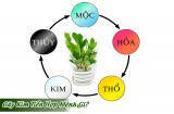 Cây kim tiền kỵ nhất người thuộc 2 mệnh này: Đặt trong nhà càng xanh tốt càng cạn lộc