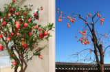 Người xưa dặn: ‘Phía Đông trồng lựu, phía Tây trồng hồng’, trồng như vậy có ý nghĩa gì?