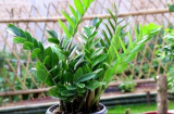 Người thuộc 2 mệnh mau mau trồng cây kim tiền, đặt một chậu trong nhà, tiền vào như thác lũ