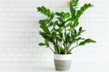 Người thuộc mệnh này tuyệt đối không trồng cây kim tiền, trồng một cây cũng đủ nhà tan, cửa nát