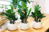 Người thuộc 2 mệnh không nên trồng cây kim tiền kẻo tiền tài trôi đi hết, nợ nần ngập đầu