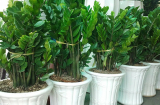 Người thuộc 2 mệnh này mau mau trồng cây kim tiền, trồng 1 cây là sự nghiệp lên hương, tiền vào như nước