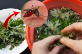 Giã nát 1 nắm lá này rồi đặt vào phòng: Muỗi gián chạy đi hết, yên tâm ngủ ngon